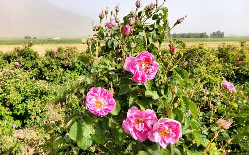 برداشت سالانه بیش از ۱۰۰۰ تن گل محمدی در لرستان