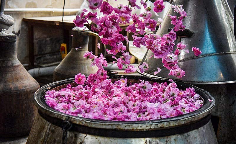 رویش اولین واحد گلاب گیری در شهرستان الیگودرز