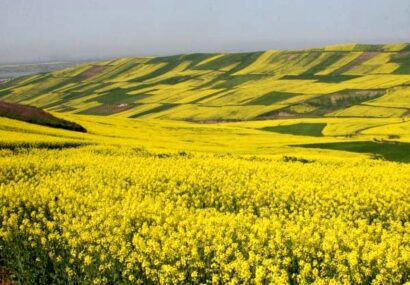 بیش از ۱۸ هزار تن گندم در لرستان برداشت شد