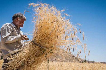 میزان خرید کاملینا  در لرستان به مرز ۲ هزار و ۵۰۰ تن رسیده است