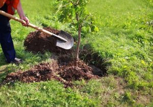 طی برنامه چهار ساله طرح مردمی کاشت نهال، ۳۰ میلیون اصله باید در لرستان کشت شود