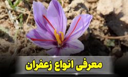 انواع زعفران و آشنایی با نیاز و نوع استفاده از این محصول