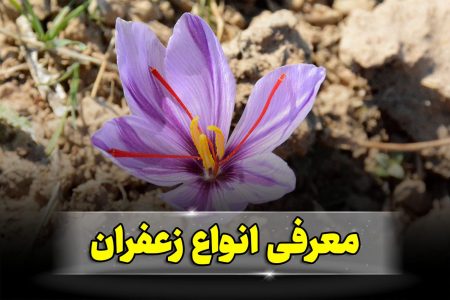 انواع زعفران و آشنایی با نیاز و نوع استفاده از این محصول